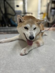 花子(はなこ)ちゃんのトリミング写真