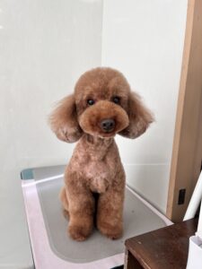 茶々丸(ちゃちゃまる)くんのトリミング写真
