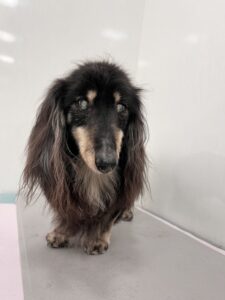 蓮(れん)くんのトリミング写真