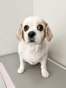 はるちゃんのトリミング写真