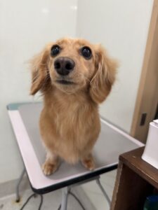 はなちゃんのトリミング写真
