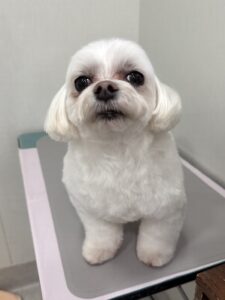 ライくんのトリミング写真