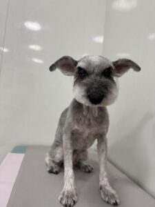 プリンちゃんのトリミング写真