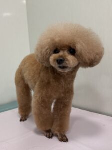 ナナちゃんのトリミング写真