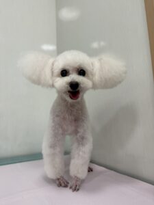 リリーちゃんのトリミング写真