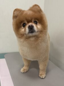 つばさくんのトリミング写真