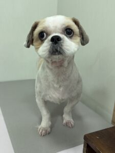 麦(むぎ）くんのトリミング写真