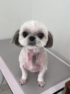 ゆめちゃんのトリミング写真