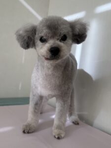 ルーニーくんのトリミング写真