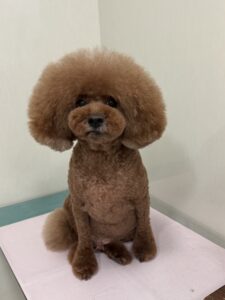 りくくんのトリミング写真