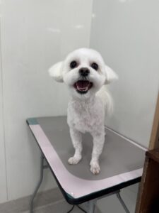 2月10日のわんこたちの写真