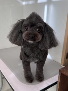 モナちゃんのトリミング写真