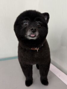 2月12日のわんこたちの写真