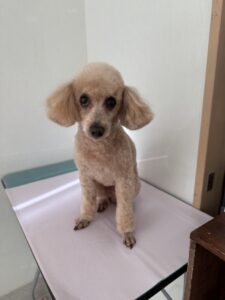 メルくんのトリミング写真