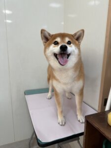 こなつちゃんのトリミング写真