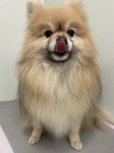 たぬきちくんのトリミング写真