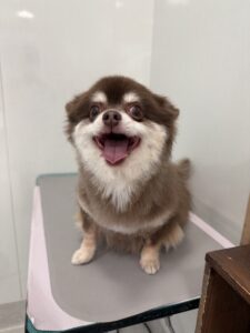 ２月１５日のわんこたちの写真