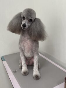 ラルゴくんのトリミング写真