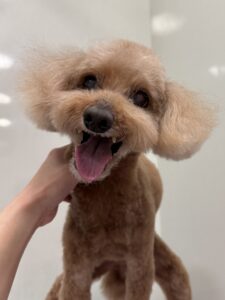 ナナちゃんのトリミング写真