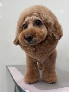 2月16日のわんこたちの写真
