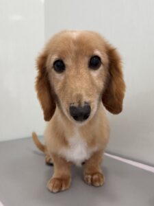 2月17日のわんこたちの写真