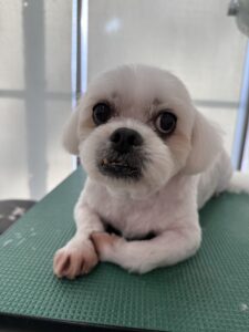 シロくんのトリミング写真
