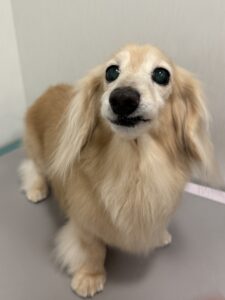 ナナちゃんのトリミング写真