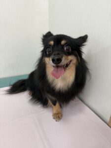 2月22日のわんこたちの写真