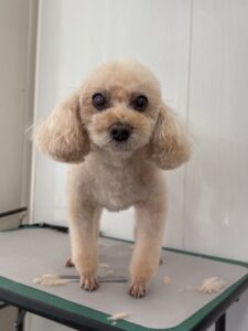 マリンちゃんのトリミング写真