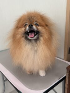 風(ふう)くんのトリミング写真