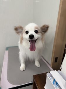 快(かい)くんのトリミング写真