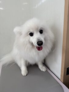 優(ゆう）ちゃんのトリミング写真