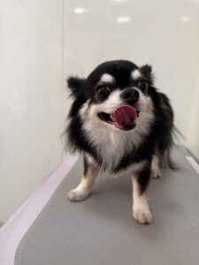 ココアくんのトリミング写真