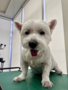 ミルくんのトリミング写真