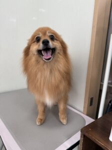 レックスくんのトリミング写真
