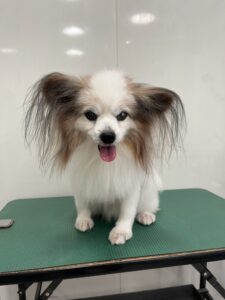 ライムくんのトリミング写真