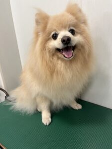 ひなたくんのトリミング写真