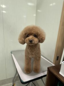 むぎちゃんのトリミング写真