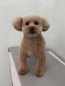 2月24日のわんこたちの写真