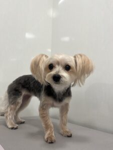 香夢(かなみ）ちゃんのトリミング写真