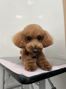 2月５日のわんこたちの写真