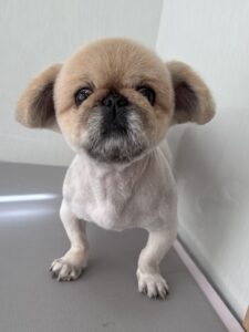 こむぎくんのトリミング写真