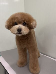 田んぼくんのトリミング写真