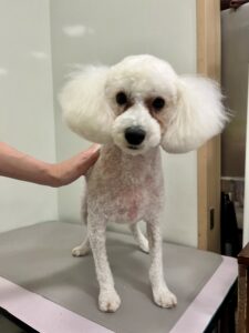 ミルキーちゃんのトリミング写真
