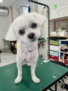 2月7日のわんこたちの写真