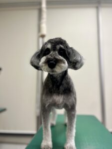 はなちゃんのトリミング写真