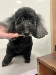 2月9日日わんこたちの写真
