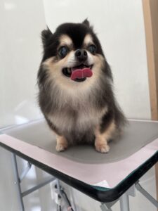 小梅(こうめ)ちゃんのトリミング写真