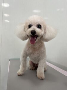 2月11日のわんこたちの写真