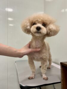 ぽちゃろーちゃんのトリミング写真